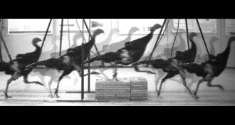 time lapse of turkey running over a step