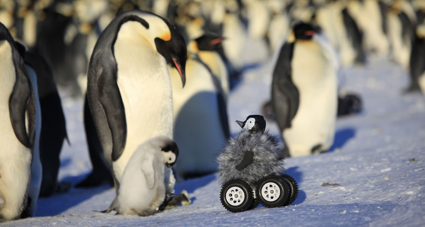 rover disguised as emperor penguin chick