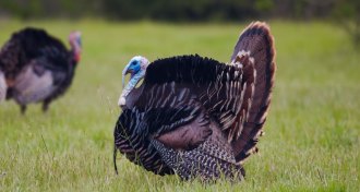 wild turkey