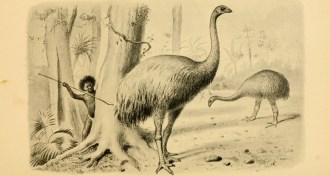 illustration of moa