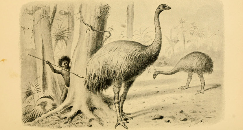 illustration of moa