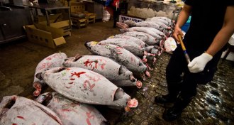tuna at Tsukiji fish market