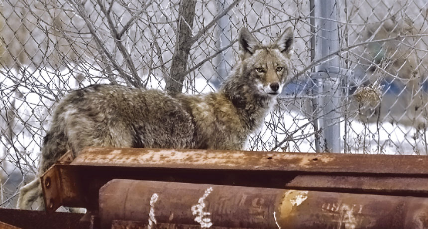 An urban coyote