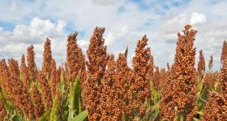 sorghum