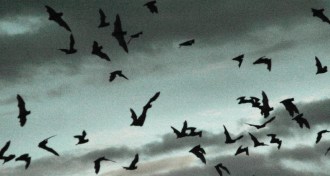 Flying bats