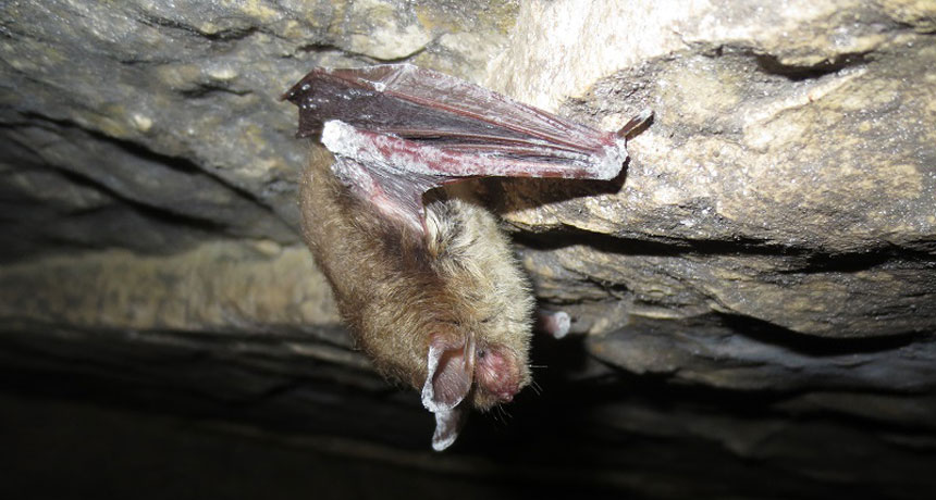 bat with white-nose syndrome