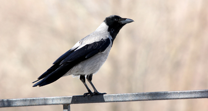 Hooded crows