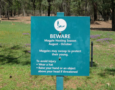 warning sign about magpies