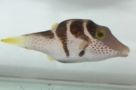 black-saddled pufferfish