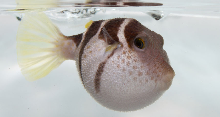 puffed up black-saddled pufferfish