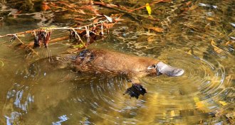 platypus swimming