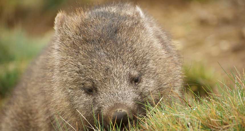 wombat