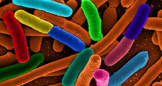 E. coli