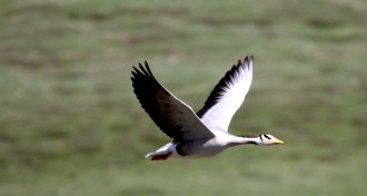 Flying goose