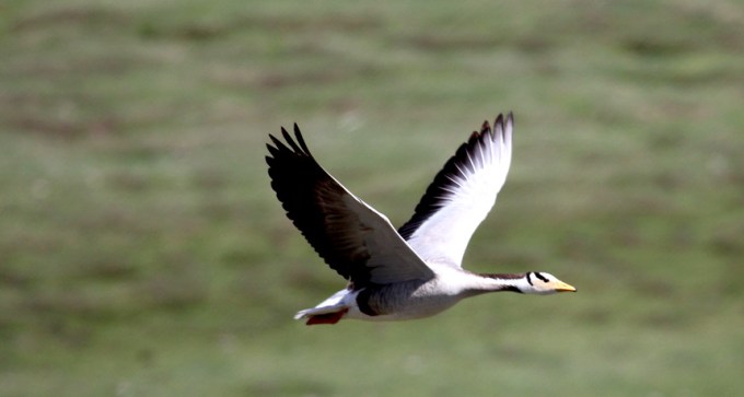 Flying goose