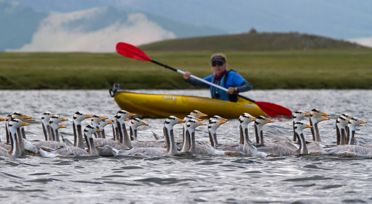 Paddling with geese