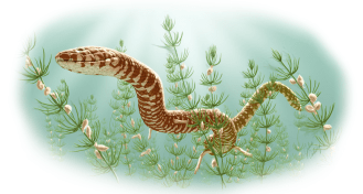 Snake illustration