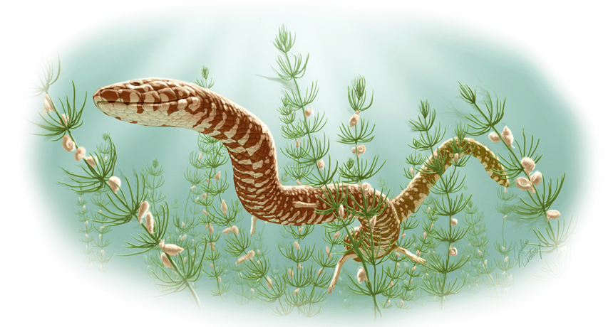 Snake illustration