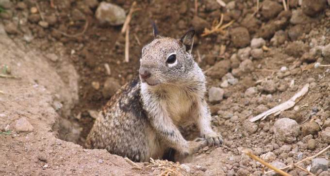 California ground squirrel