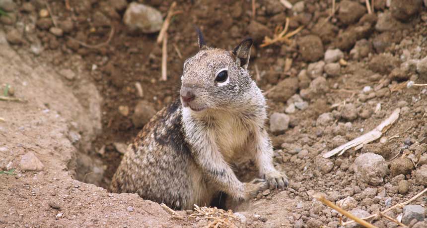 California ground squirrel