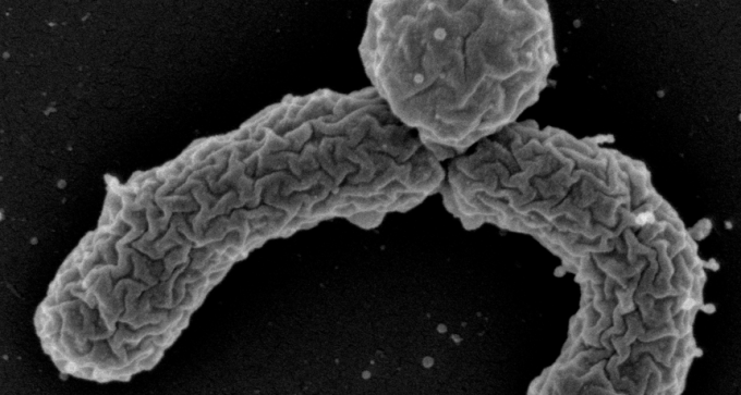 antibiotic candidate