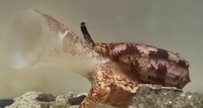 extendable funnel-shaped mouth tube of the cone snail