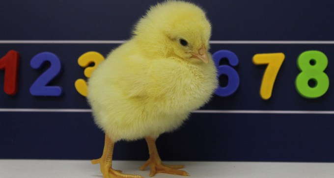 newly hatched chick in front of numbers
