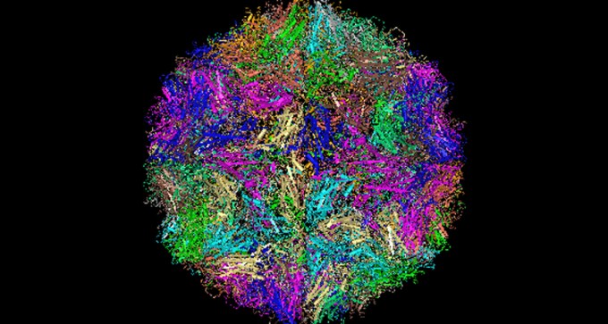 computer simulation of rhinovirus outer coat