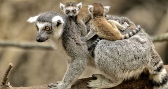 lemurs