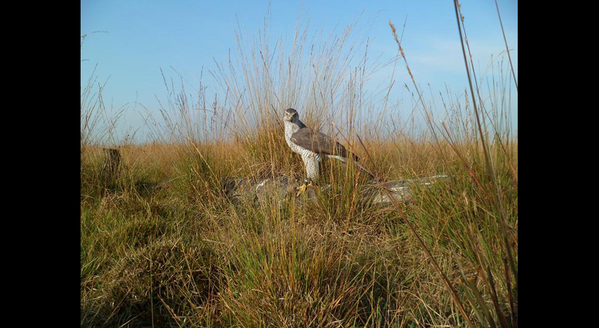 Goshawk in a field