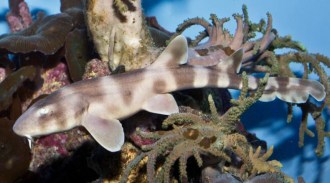 brownbanded bamboo shark