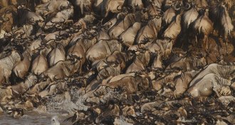 herd of wildebeest crossing a river