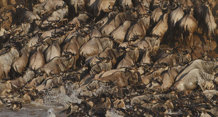 herd of wildebeest crossing a river