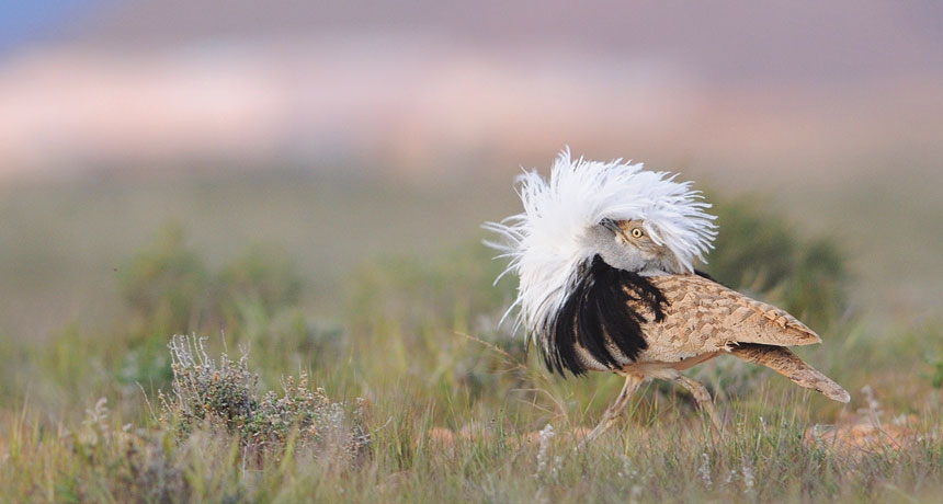 houbara bustard