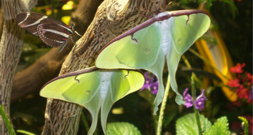 Luna moths