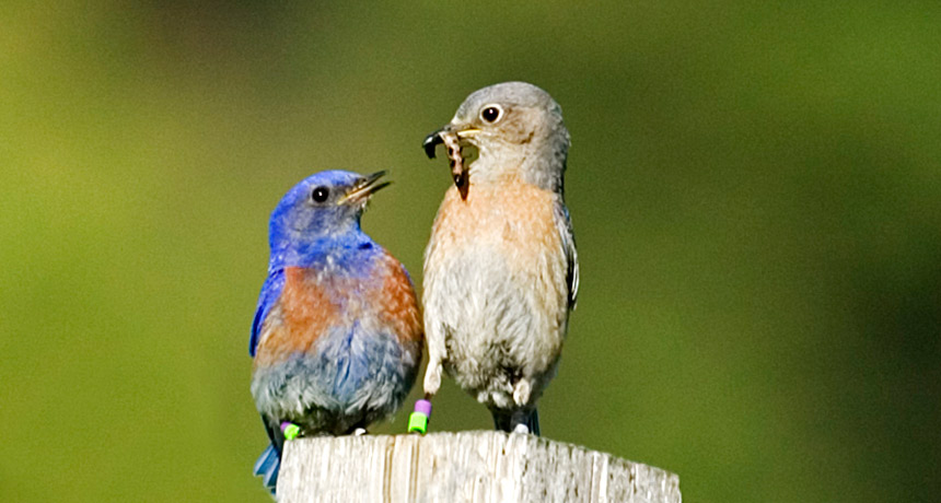 Male bluebird feeds female