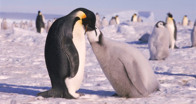 Emperor penguin and chick