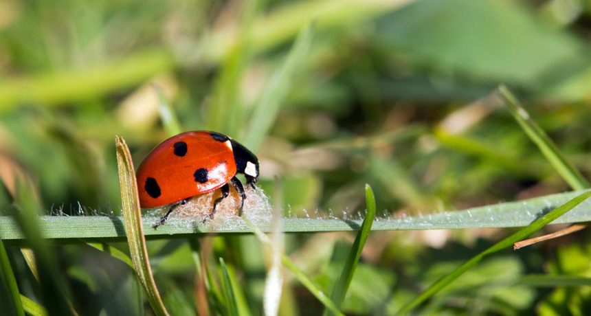 ladybug