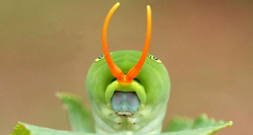 Eastern tiger swallowtail (Papilio glaucus) caterpillar