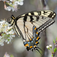 Eastern tiger swallowtail