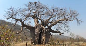 baobab tree