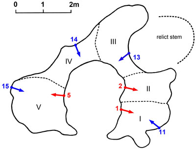 drawing of baobab tree structure