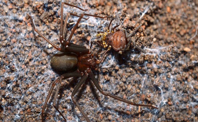 Loxosceles gaucho recluse spider