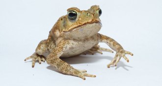 cane toad