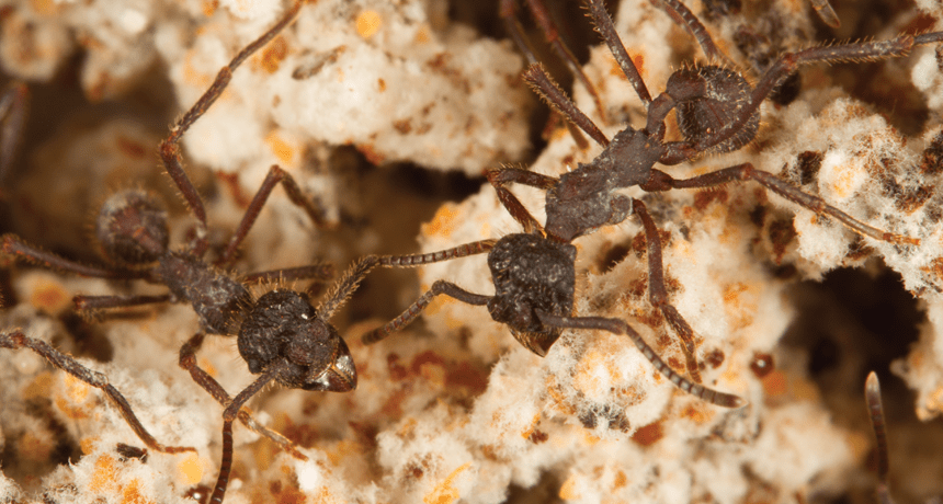 Farming ants with fungus
