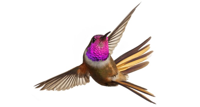 hummingbird
