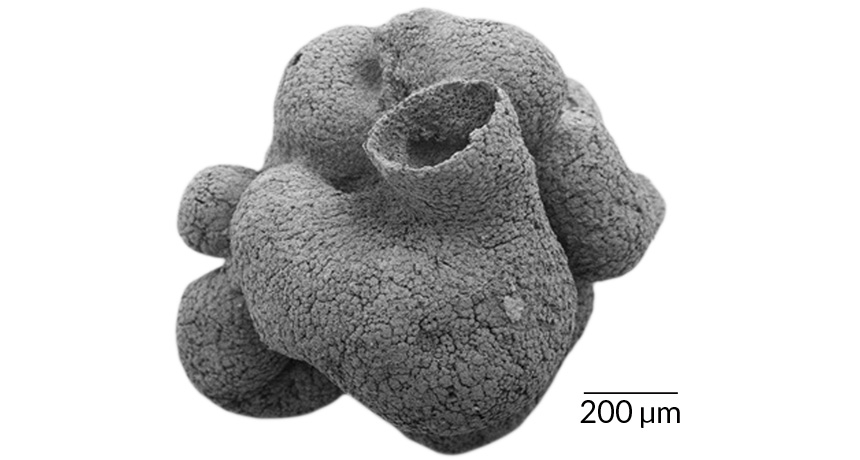 sponge fossil