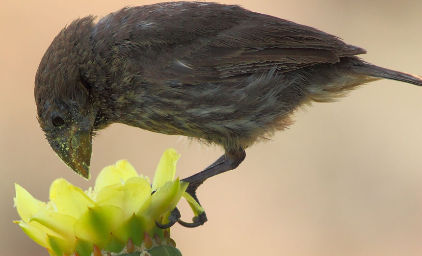 medium ground finch (Geospiza fortis)