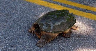 Snapping Turtle