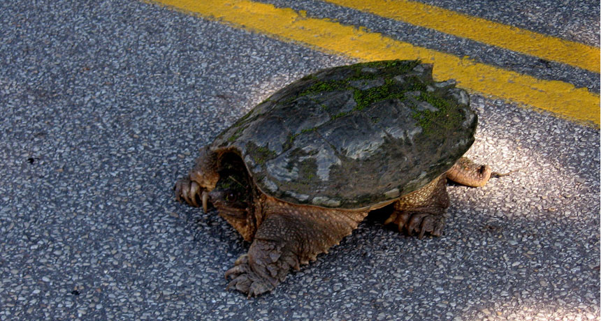 Snapping Turtle